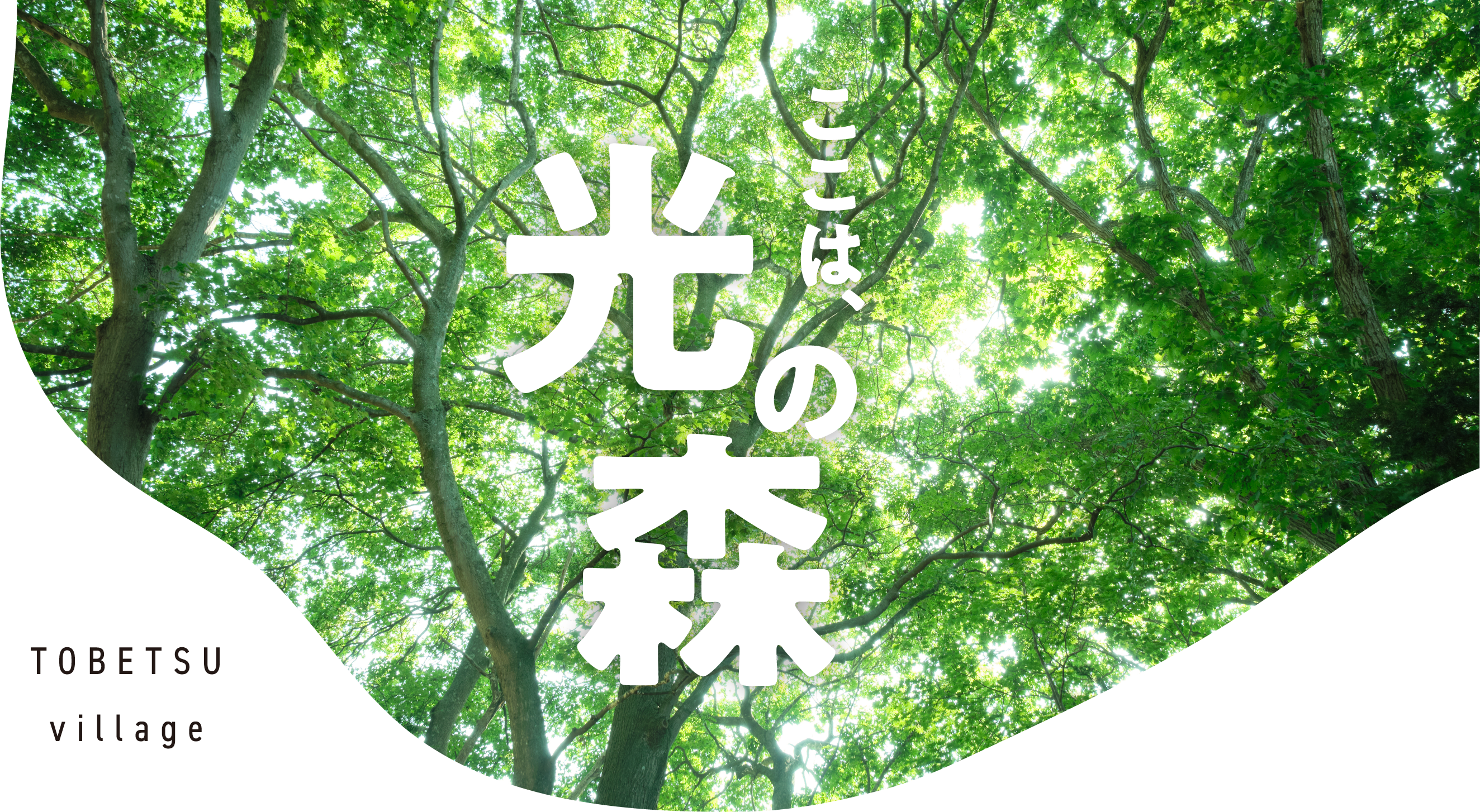 ここは光の森
